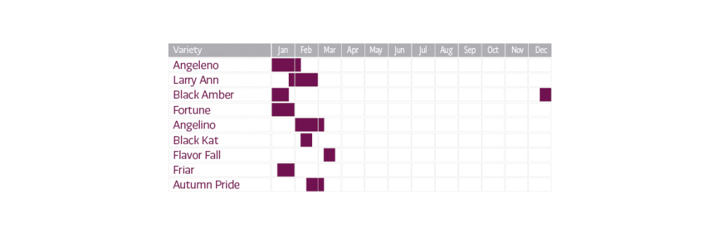 Plum Ripening Chart