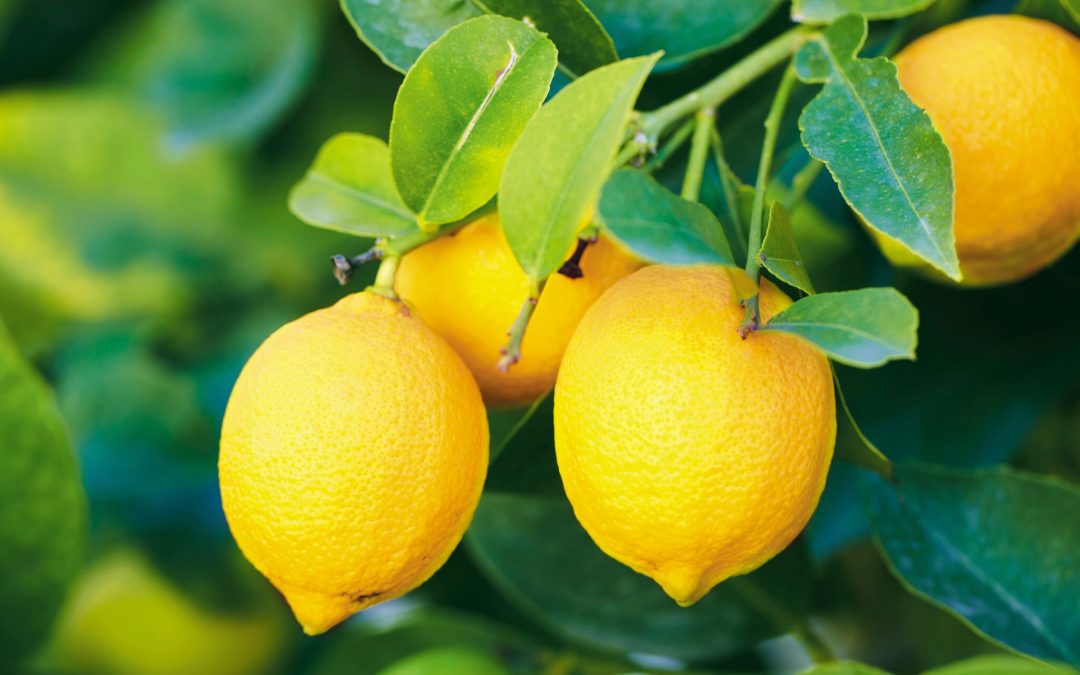 Chilean lemons to enter the United States under “Systems Approach”