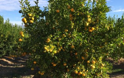 Chilean Citrus Season Has Arrived! First shipments of Clementines to arrive in the U.S by mid-May