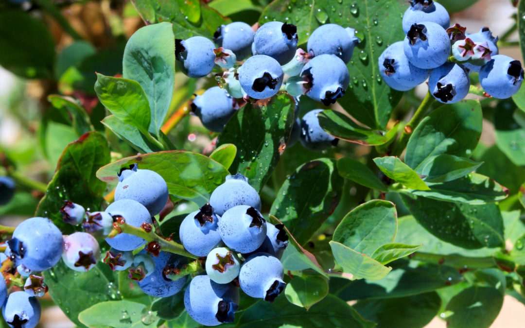 Increase in Blueberry Volume