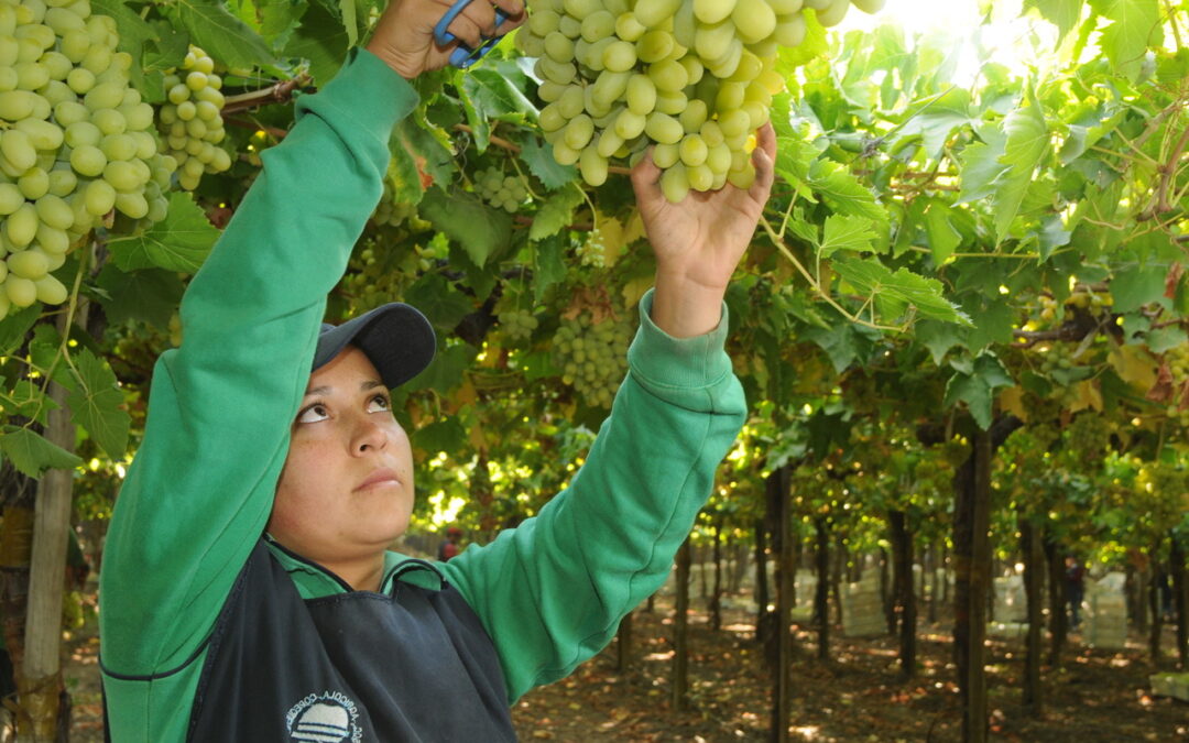 ASOEX Table Grape Committee Announces Strategic Plan and its  First Estimate for the 2022/23 Season