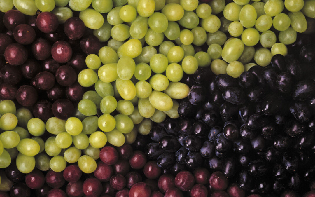 New Varieties to Account for 63% of Chile’s Table Grape Exports