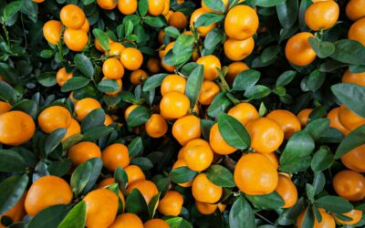 Chilean Citrus Season Has Arrived Estimated Export Volume of 345,000 tons