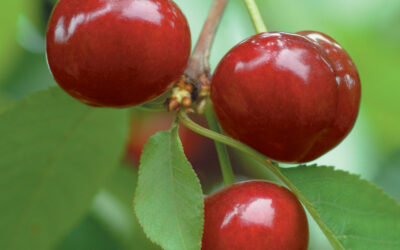 The Chilean Cherry Committee Releases New Estimate